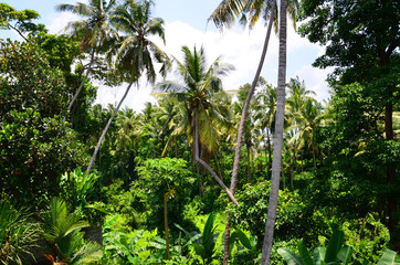 Palm trees in the jungle
