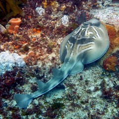 banjo shark aka fiddler ray