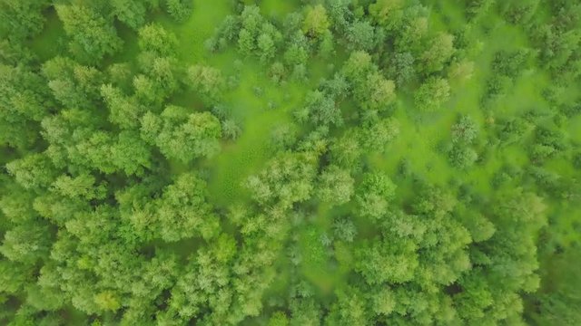 Horizonless Evergreen Coniferous Forest. Aerial View from Above