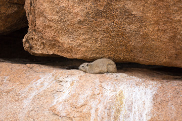 Dassie chilling between a gap in a rock, Erongo, Namibia, Africa