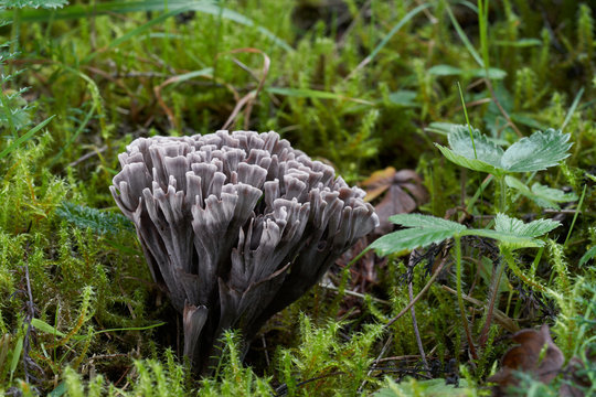 Inedible mushroom Thelephora palmata growing in the forest meadow in the moss and plants. Also known as stinking earthfan or the fetid false coral. Smelly coral mushroom. Strawberry plant around.