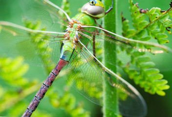 large colorful dragonfly on stem of fresh green fern, macro close up of beautiful summer dragonfly
