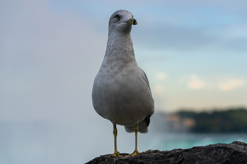 Seagull standing in front of Niagara falls