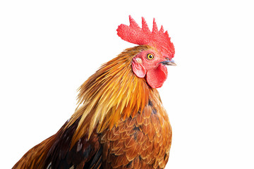 Closeup of colorful rooster's head shot isolated on white background with clipping path