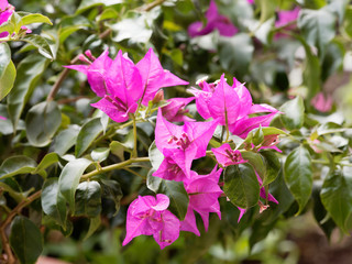 Obraz premium Bougainvillea spectabilis oder Drillingsblume mit ihrem Ranken und leuchtend rotviolett farbigen Blüten und grün elliptische blätter