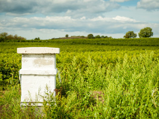 Old wine cellar in the vineyards of Burgenland Austria