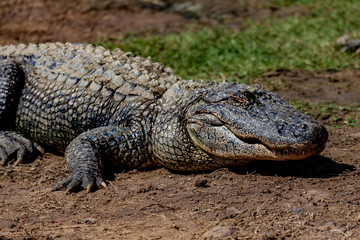 Aligator