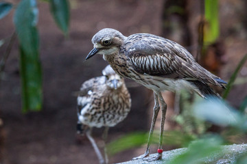 Birds of a feather