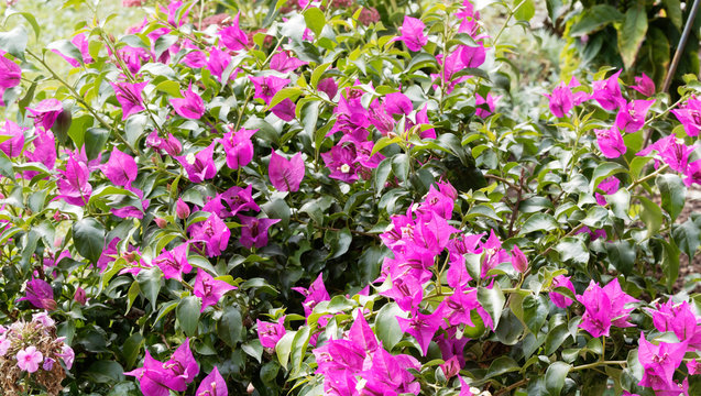 Bougainvillea spectabilis oder Drillingsblume mit ihrem Ranken und leuchtend rotviolett farbigen Bl&uuml;ten und gr&uuml;n elliptische bl&auml;tter
