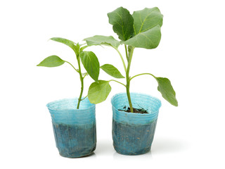  eggplant seedlings ready for transplanting