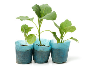  eggplant seedlings ready for transplanting