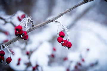 Red berries in the snow
