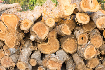 close up of teak wood plank in wood cutting factory