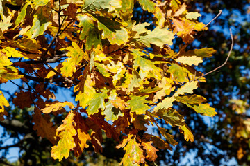 Colorful autumn oak leaves on the branch of oak tree in the forest