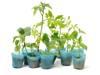 vegetables seedlings on white background