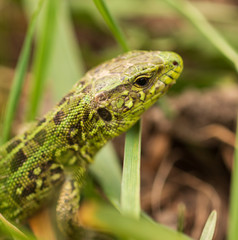 green lizard in the grass