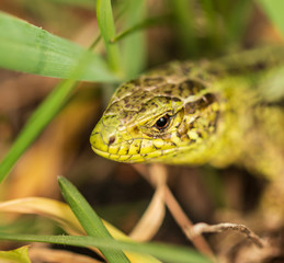 green lizard in the grass