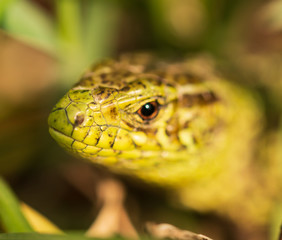 green lizard in the grass