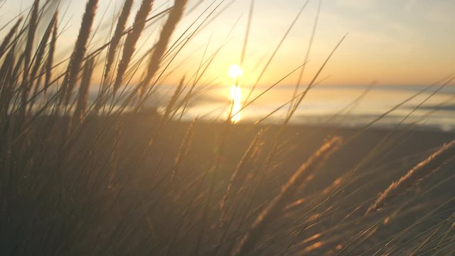 Silhouette Grass Blowing In The Wind At Sunset, At The Beach Golden Hour