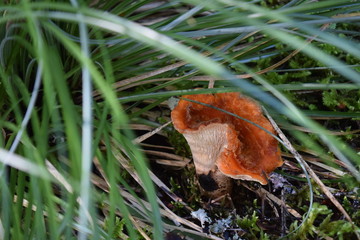 Wild Mushrooms In The Forest