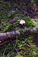 Wild Mushrooms In The Forest