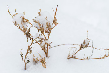 dry branches of plants covered with snow close-up