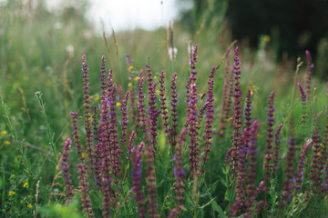 nature flowers background in summer.green field with with multicolored wildflowers in the spring.Small multicolored wildflowers in the grass .Summer meadow with multicolored wildflowers on background