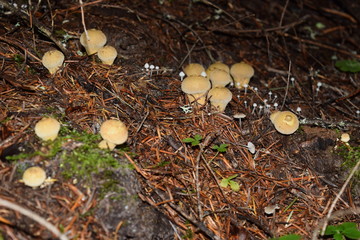 Wild Mushrooms In The Forest