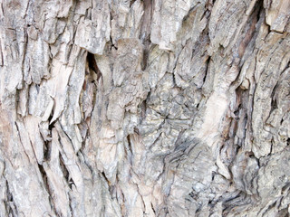 Bark tre texture wood nature brown old