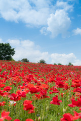 Fototapeta premium poppy