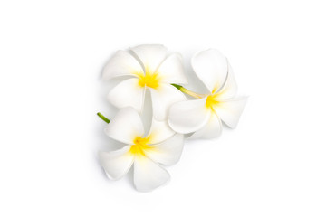 Fototapeta na wymiar Plumeria flowers on white background