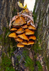 Autumn landscape, mushrooms on an old stump.