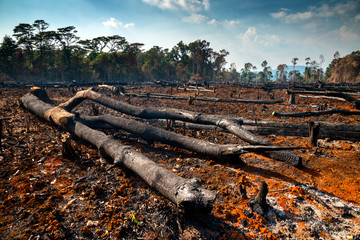 Wood cutting, burning wood, destroying the environment.Area of illegal deforestation of vegetation...
