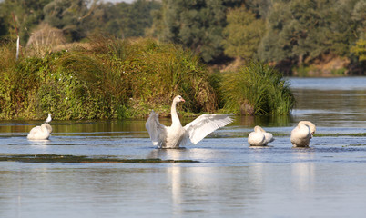 wild swans in the Loire valley