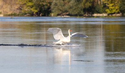 wild swans in the Loire valley