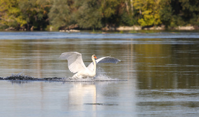 wild swans in the Loire valley
