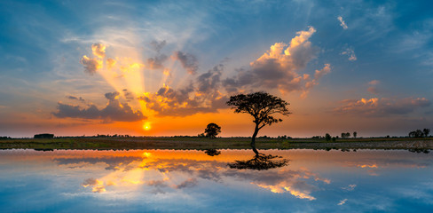 Panorama silhouette tree in asia with sunset.Tree silhouetted against a setting sun.Dark tree on open field dramatic sunrise and reflection in water. 