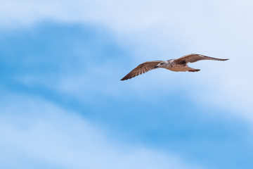 A seagull flies in a blue sky with white clouds.