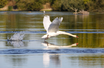 wild swans in the Loire valley