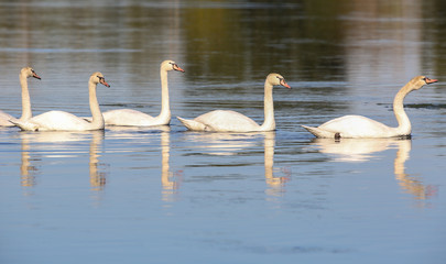 wild swans in the Loire valley