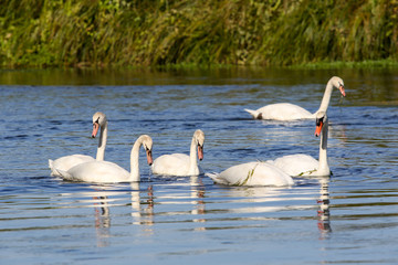 wild swans in the Loire valley
