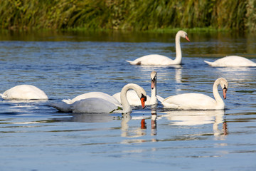 wild swans in the Loire valley