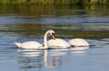 wild swans in the Loire valley