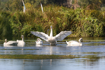 wild swans in the Loire valley