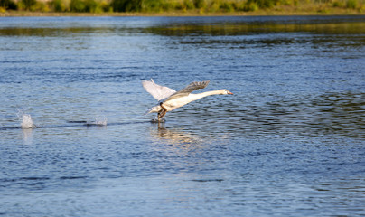 wild swans in the Loire valley