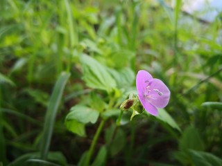 Green grass is blooming beautifully.