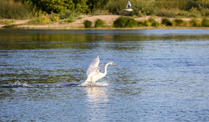 wild swans in the Loire valley