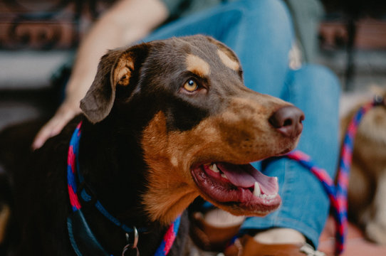 Amor en cuatro patas