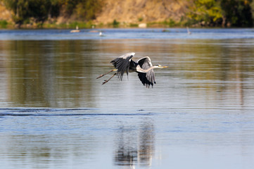 wild gray heron