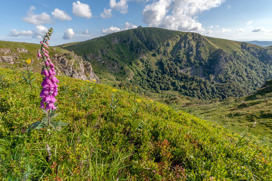 Paysage des Vosges au printemps